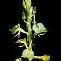 Liparis tschangii Schltr. Perfume essential oil. Used by Singapore memories and jetaime perfumery as therapeutic orchid oil of asia