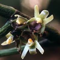  Luisia brachystachys (Lindl.) Bl.  Perfume essential oil. Used by Singapore memories and jetaime perfumery as therapeutic orchid oil of asia