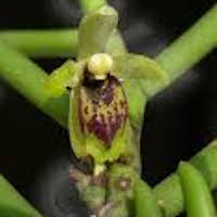 Luisia hancockii Rolfe Perfume essential oil. Used by Singapore memories and jetaime perfumery as therapeutic orchid oil of asia