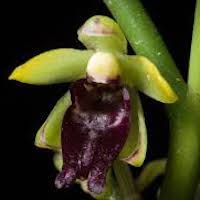 Luisia teres (Thunb.) Blume Perfume essential oil. Used by Singapore memories and jetaime perfumery as therapeutic orchid oil of asia