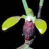 Luisia thailandica Seidenf. Perfume essential oil. Used by Singapore memories and jetaime perfumery as therapeutic orchid oil of asia
