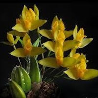 ​Lycaste Aromatica orchids of singapore perfume workshop team building ingredient singapore great scent fragrance