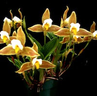 Lycaste Deppei orchids of singapore perfume workshop team building ingredient singapore great scent fragrance