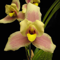 Lycaste Imschootiana orchids of singapore perfume workshop team building ingredient singapore great scent fragrance