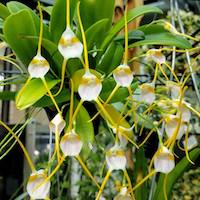 Masdevallia Mejiana orchids of singapore perfume workshop team building ingredient singapore great scent fragrance