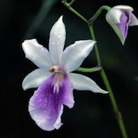 Miltonia Regnellii orchids of singapore perfume workshop team building ingredient singapore great scent fragrance