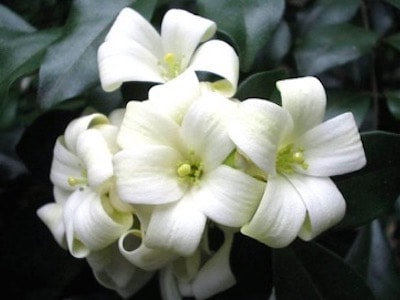 Murraya Paniculata Perfume Workshop Sentosa Scent-osa fragrant plant singapore