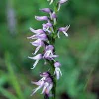 Neottianthe cucullata (L.) Schltr. Perfume essential oil. Used by Singapore memories and jetaime perfumery as therapeutic orchid oil of asia