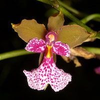 Oncidium Cucullatum orchids of singapore perfume workshop team building ingredient singapore great scent fragrance