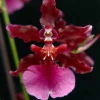 Oncidium Sharry Baby  orchids of singapore perfume workshop team building ingredient singapore great scent fragrance
