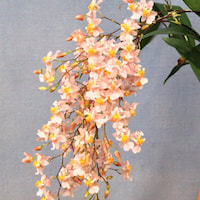 Oncidium Tsiku Marguerite orchids of singapore perfume workshop team building ingredient singapore great scent fragrance