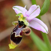 Ophrys scolopax Cav. Perfume essential oil. Used by Singapore memories and jetaime perfumery as therapeutic orchid oil of asia