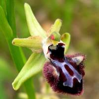 Ophrys sphegodes Mill. Perfume essential oil. Used by Singapore memories and jetaime perfumery as therapeutic orchid oil of asia