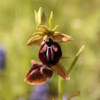 Ophrys sphegodes subsp. Mammosa (Desf.) Soo ex E.Nelson  Perfume essential oil. Used by Singapore memories and jetaime perfumery as therapeutic orchid oil of asia