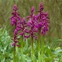 Orchis mascula (L.) L. Perfume essential oil. Used by Singapore memories and jetaime perfumery as therapeutic orchid oil of asia
