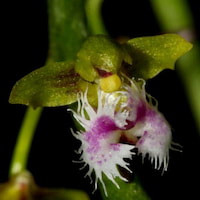 Ornithochilus difformis (Wall ex Lindl.) Schltr. Perfume essential oil. Used by Singapore memories and jetaime perfumery as therapeutic orchid oil of asia