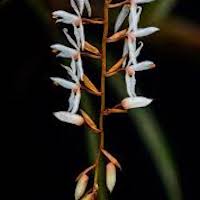 Otochilus albus Lindl. Perfume essential oil. Used by Singapore memories and jetaime perfumery as therapeutic orchid oil of asia