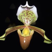 Paphiopedilum insigne (Wall. et Lindl.) Pfitzer Perfume essential oil. Used by Singapore memories and jetaime perfumery as therapeutic orchid oil of asia