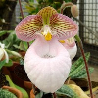 Paphiopedilum micranthum Tang et Wang Perfume essential oil. Used by Singapore memories and jetaime perfumery as therapeutic orchid oil of asia