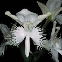 Pecteilis susannae (L.) Raf. syn. Habenaria susannae (L.) R. Br.  Perfume essential oil. Used by Singapore memories and jetaime perfumery as therapeutic orchid oil of asia