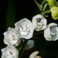 Peristeria Elata orchids of singapore perfume workshop team building ingredient singapore great scent fragrance