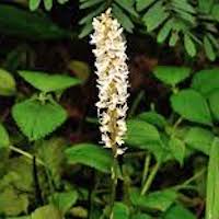 Peristylis constrictus (Lindl.) Lindl. Perfume essential oil. Used by Singapore memories and jetaime perfumery as therapeutic orchid oil of asia