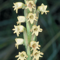 Peristylus affinis (D.Don) Seidenf Perfume essential oil. Used by Singapore memories and jetaime perfumery as therapeutic orchid oil of asia