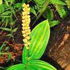 Peristylus goodyeroides (D. Don) Lindl. Perfume essential oil. Used by Singapore memories and jetaime perfumery as therapeutic orchid oil of asia