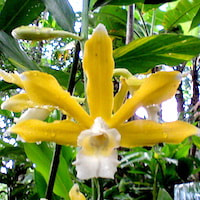 Phaius callosus Lindl. Perfume essential oil. Used by Singapore memories and jetaime perfumery as therapeutic orchid oil of asia
