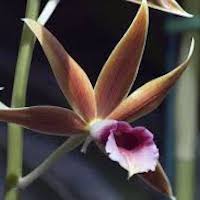 Phaius tankervilliae orchids of singapore perfume workshop team building ingredient singapore great scent fragrance