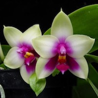 Phalaenopsis Bellina orchids of singapore perfume workshop team building ingredient singapore great scent fragrance