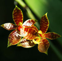 phalaenopsis cornu cervi orchids of singapore perfume workshop team building ingredient singapore great scent fragrance
