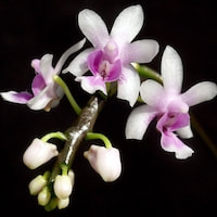 Phalaenopsis deliciosa Rchb. f. syn. Kingidium deliciosum (Rchb. f.) Perfume essential oil. Used by Singapore memories and jetaime perfumery as therapeutic orchid oil of asia