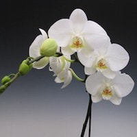 Phalaenopsis Kilby Cassviola orchids of singapore perfume workshop team building ingredient singapore great scent fragrance