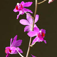 Phalaenopsis pulcherrima (Lindl.) J.J.Sm. Perfume essential oil. Used by Singapore memories and jetaime perfumery as therapeutic orchid oil of asia