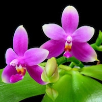 Phalaenopsis ViolaceaPhalaenopsis Violacea orchids of singapore perfume workshop team building ingredient singapore great scent fragrance