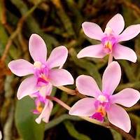 Phalaenopsis wilsonii Rolfe Perfume essential oil. Used by Singapore memories and jetaime perfumery as therapeutic orchid oil of asia