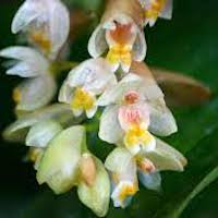 Pholidota articulata Lindl. Perfume essential oil. Used by Singapore memories and jetaime perfumery as therapeutic orchid oil of asia