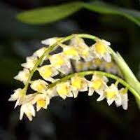 Pholidota cantonensis Rolfe Perfume essential oil. Used by Singapore memories and jetaime perfumery as therapeutic orchid oil of asia