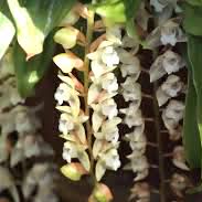 Pholidota chinensis Lindl. Perfume essential oil. Used by Singapore memories and jetaime perfumery as therapeutic orchid oil of asia