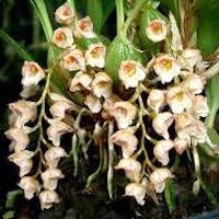 Pholidota yunnanensis Rolfe Perfume essential oil. Used by Singapore memories and jetaime perfumery as therapeutic orchid oil of asia