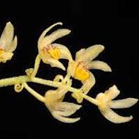 Pinalia graminifolia (Lindl.) Kuntze  Perfume essential oil. Used by Singapore memories and jetaime perfumery as therapeutic orchid oil of asia