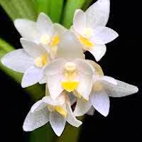 Pinalia spicata (D.Don) S.C. Chen & J.J Wood   Perfume essential oil. Used by Singapore memories and jetaime perfumery as therapeutic orchid oil of asia