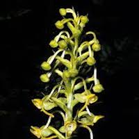 Plantanthera edgeworthii  Perfume essential oil. Used by Singapore memories and jetaime perfumery as therapeutic orchid oil of asia