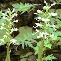 Platanthera japonica (Thunb.) Lindl. Perfume essential oil. Used by Singapore memories and jetaime perfumery as therapeutic orchid oil of asia