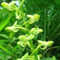 Platanthera minor (Miq.) Rchb. f. Perfume essential oil. Used by Singapore memories and jetaime perfumery as therapeutic orchid oil of asia