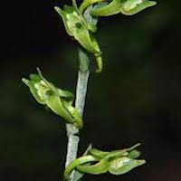 Platanthera stenoglossa Hayata Perfume essential oil. Used by Singapore memories and jetaime perfumery as therapeutic orchid oil of asia