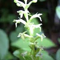 Platanthera ussuriensis (Regel) Maxim.  Perfume essential oil. Used by Singapore memories and jetaime perfumery as therapeutic orchid oil of asia