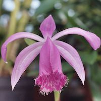 Pleione bulbocodioides (Franch.) Rolfe Perfume essential oil. Used by Singapore memories and jetaime perfumery as therapeutic orchid oil of asia