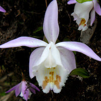 Pleione hookeriana (Lindl.) Rollisson Perfume essential oil. Used by Singapore memories and jetaime perfumery as therapeutic orchid oil of asia